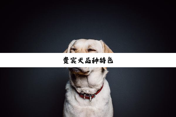 贵宾犬品种特色