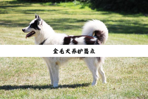 金毛犬养护要点