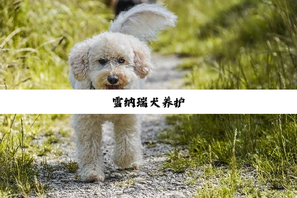 雪纳瑞犬养护