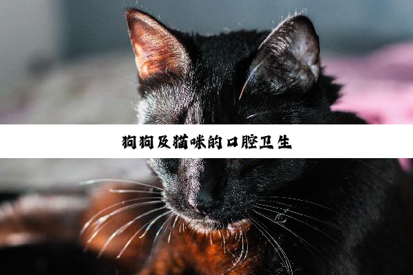 狗狗及猫咪的口腔卫生