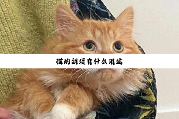 猫的胡须有什么用途