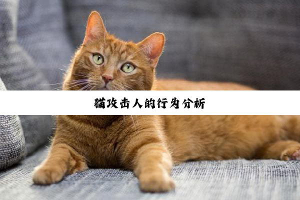 猫(māo)攻(gōng)击(jī)人(rén)的(de)行(xíng)为(wèi)分(fēn)析(xī)