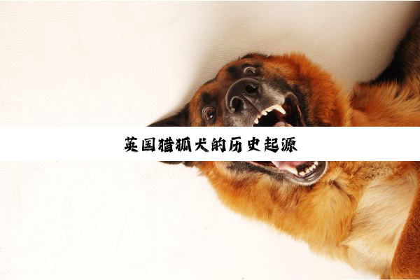 英国猎狐犬的历史起源