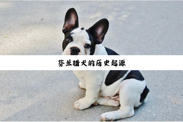 芬兰猎犬的历史起源