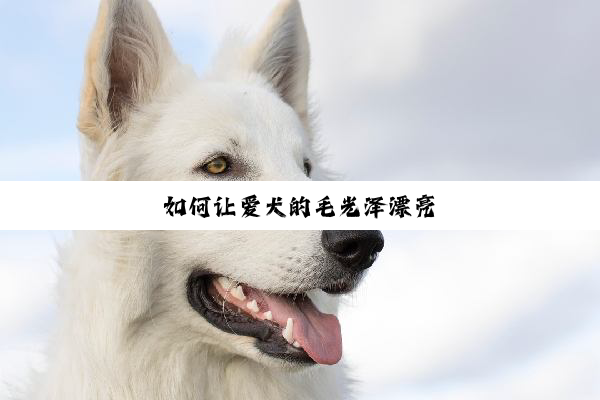 如何让爱犬的毛光泽漂亮