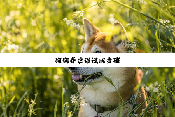 狗狗春季保健四步骤