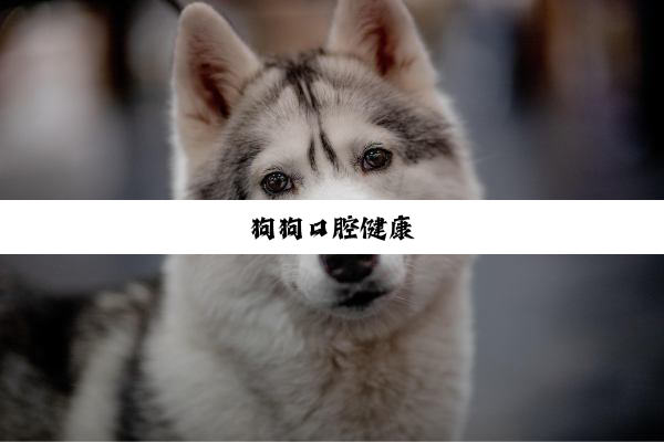 狗狗口腔健康