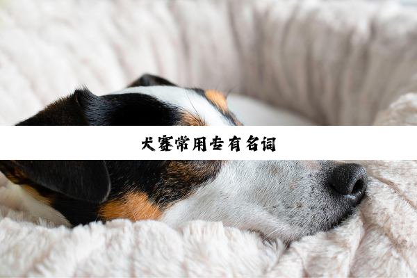 犬赛常用专有名词