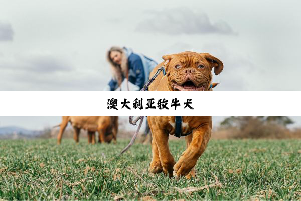 澳大利亚牧牛犬