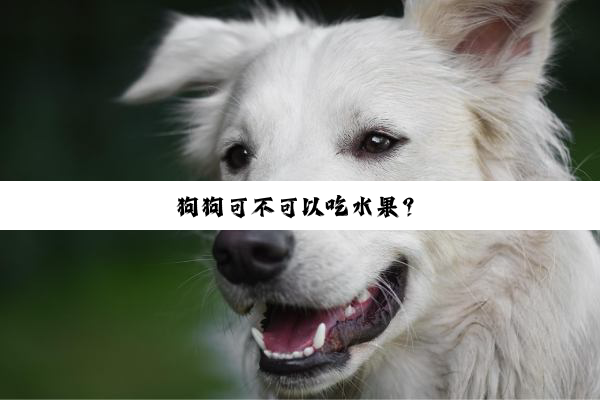 狗狗可不可以吃水果？