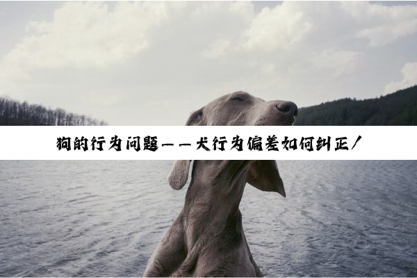 狗的行为问题——犬行为偏差如何纠正/狗ˇ狗打架怎么办?