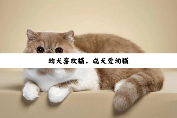 幼犬喜欢猫，成犬爱幼猫