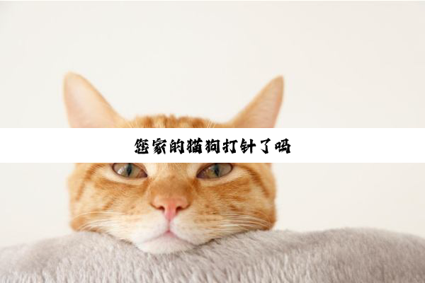 您家的猫狗打针了吗