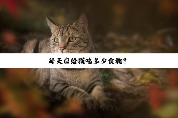 每天应给猫吃多少食物？