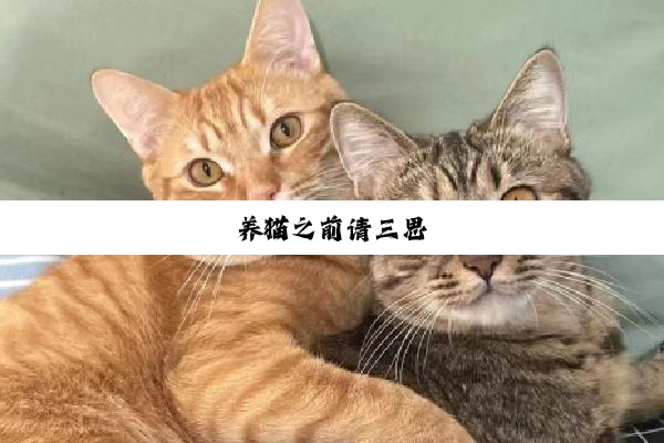 养猫之前请三思