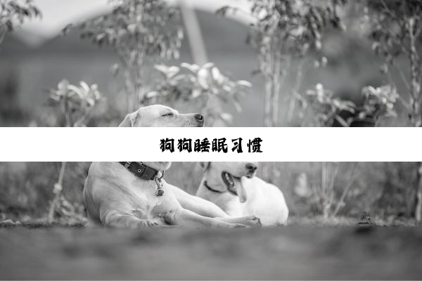 狗狗睡眠习惯