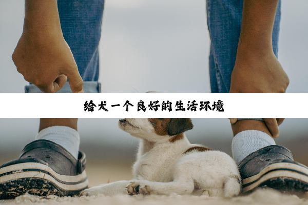 给犬一个良好的生活环境
