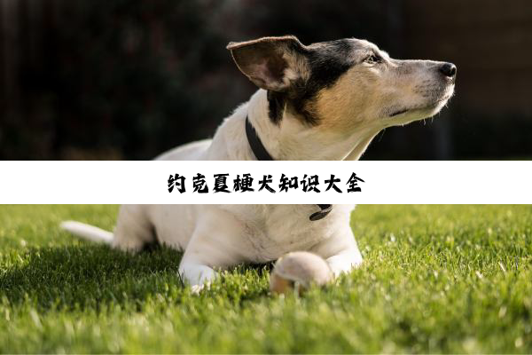 约克夏梗犬知识大全
