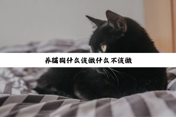 养猫狗什么该做什么不该做