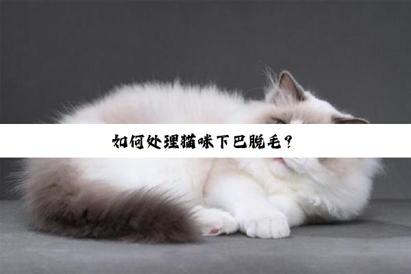 如何处理猫咪下巴脱毛？