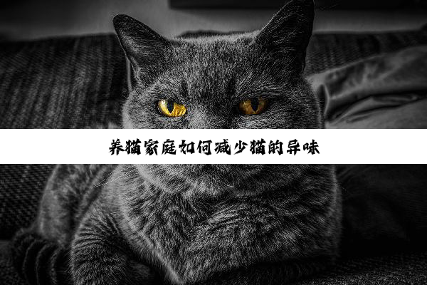 养猫家庭如何减少猫的异味