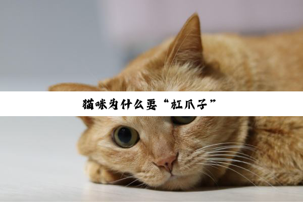 猫咪为什么要“杠爪子”
