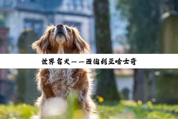 世界名犬——西伯利亚哈士奇