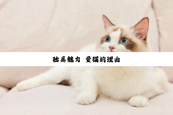 独具魅力 爱猫的理由