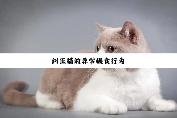 纠正猫的异常摄食行为