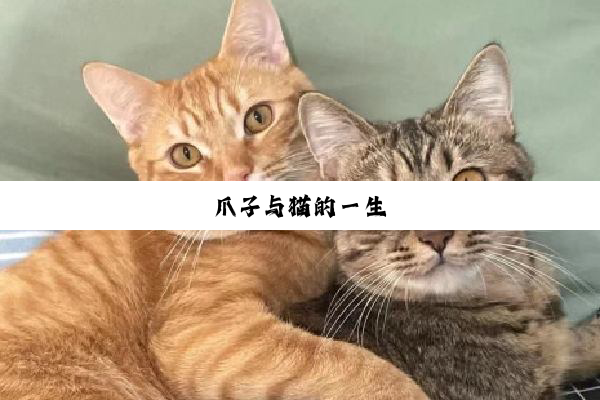 爪子与猫的一生