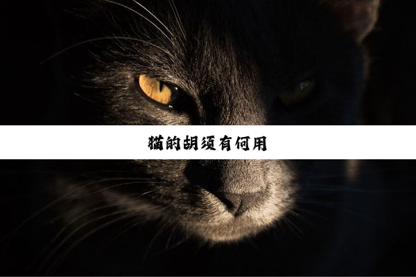 猫的胡须有何用