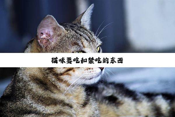 猫咪要吃和禁吃的东西