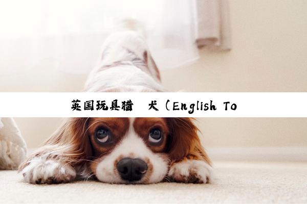 英(yīng)国(guó)玩(wán)具(jù)猎(liè)鹬(yù)犬(quǎn)（English Toy Spaniel）