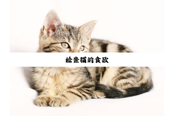 检查猫的食欲