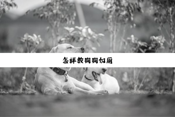怎样教狗狗如厕