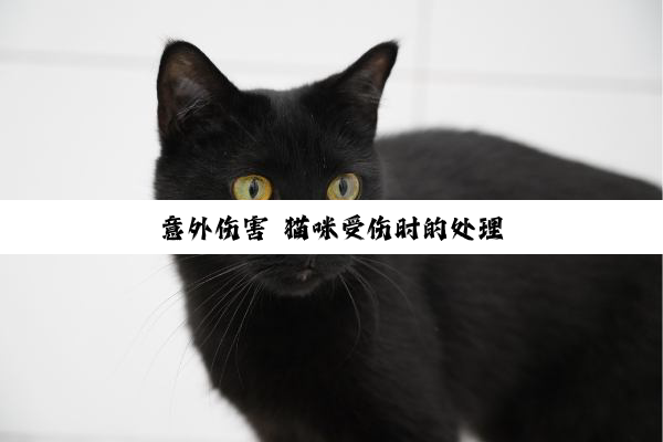 意外伤害 猫咪受伤时的处理