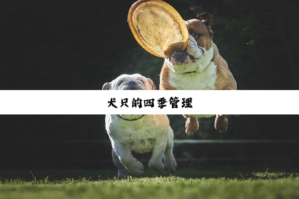 犬只的四季管理