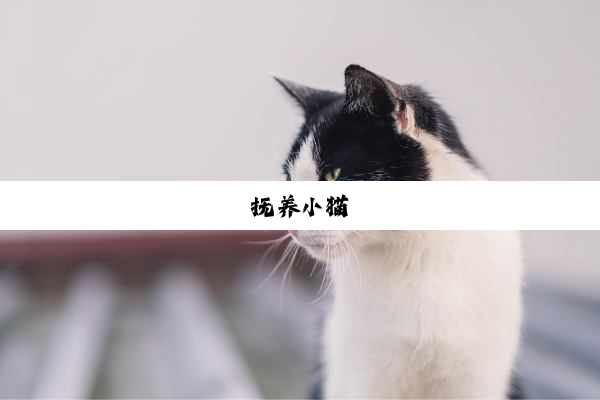 抚养小猫