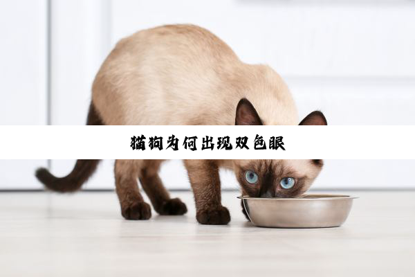 猫狗为何出现双色眼