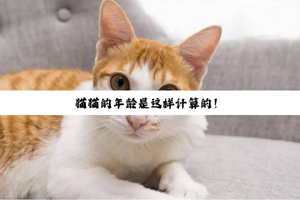 猫猫的年龄是这样计算的！