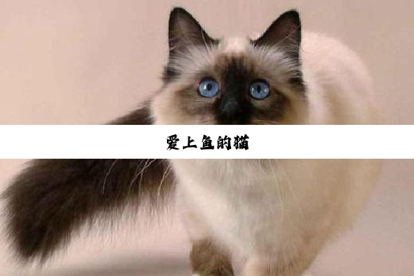 爱上鱼的猫