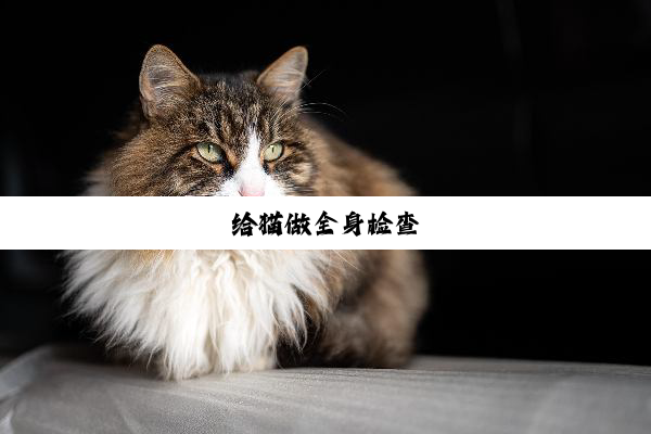 给猫做全身检查
