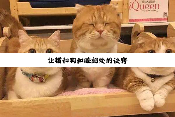 让猫和狗和睦相处的诀窍