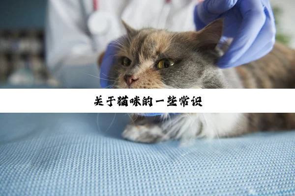 关于猫咪的一些常识