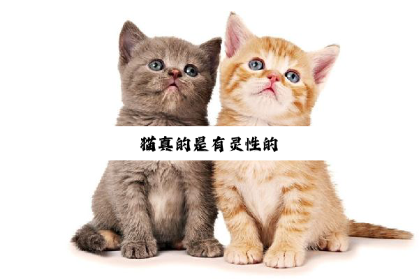 猫真的是有灵性的