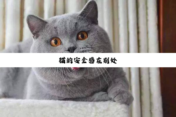 猫的安全感在别处