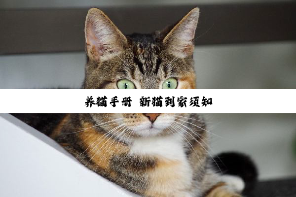 养猫手册 新猫到家须知