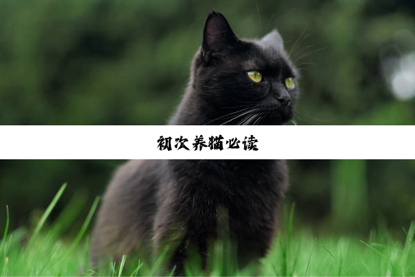 初次养猫必读