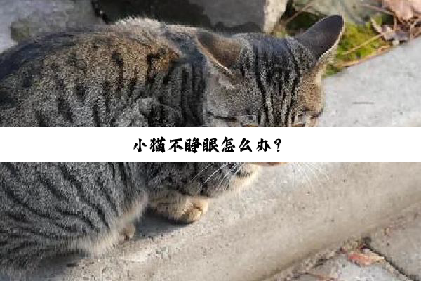 小猫不睁眼怎么办？