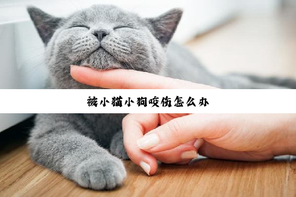 被小猫小狗咬伤怎么办
